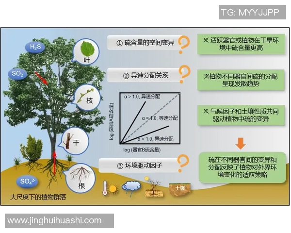 成都排球队心理素质分析与数据解读探讨团队表现与心理因素的关系